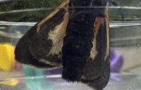 Apantesis nais