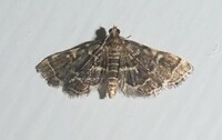 Anageshna primordialis