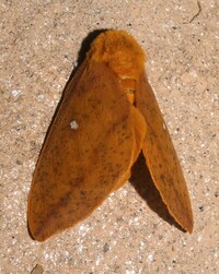 Anisota unidentified species