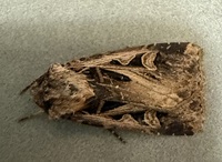 Feltia subgothica