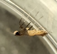 Caloptilia azaleella