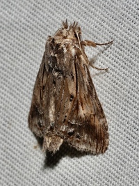 Dasylophia anguina