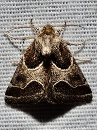 Schinia rivulosa
