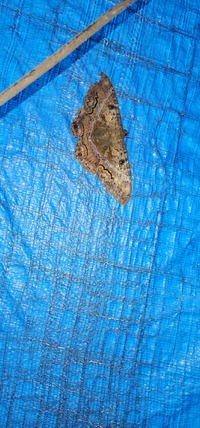 Ascalapha odorata