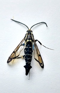 Synanthedon exitiosa