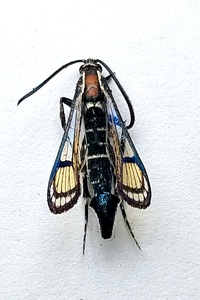 Synanthedon exitiosa