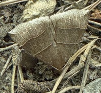 Parallelia bistriaris