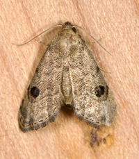 Abablemma brimleyana