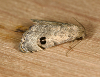 Abablemma brimleyana