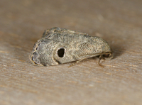 Abablemma brimleyana
