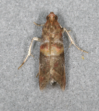 Acrobasis angusella