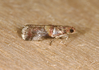 Acrobasis angusella