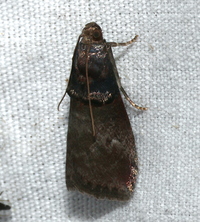 Acronicta unidentified species