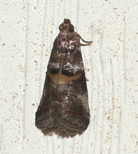 Acrobasis ostryella