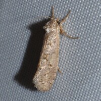 Acrolophus forbesi
