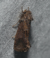 Acrolophus panamae