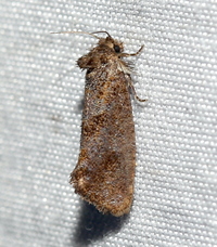 Acrolophus panamae