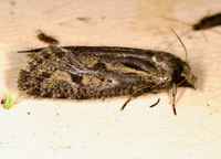 Acrolophus popeanella