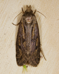 Acrolophus popeanella
