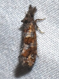 Acrolophus simulatus