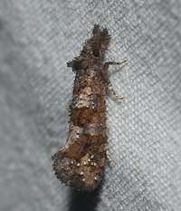 Acrolophus simulatus