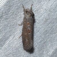 Acrolophus forbesi