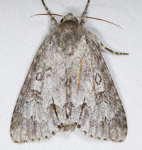 Acronicta americana
