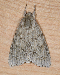Acronicta americana