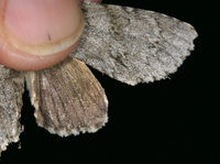 Acronicta americana