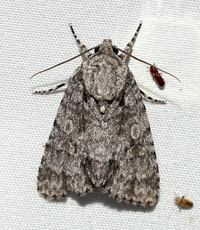 Acronicta brumosa