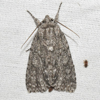 Acronicta brumosa