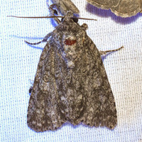 Acronicta brumosa