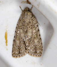Acronicta immodica