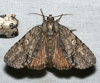 Acronicta immodica