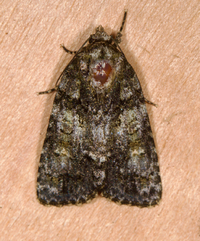 Acronicta increta