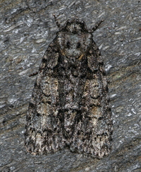Acronicta increta