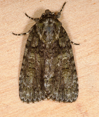 Acronicta tristis