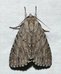 Acronicta americana