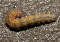 Acronicta unidentified species