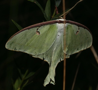 Actias luna