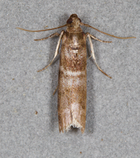 Actrix nyssaecolella
