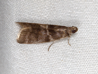 Actrix nyssaecolella