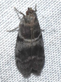 Actrix unidentified species