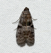 Actrix unidentified species