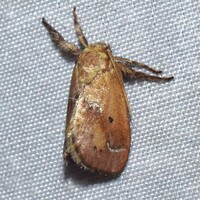 Adoneta bicaudata