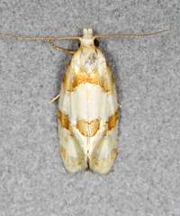 Aethes ringsi