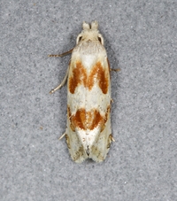 Aethes triassumenta