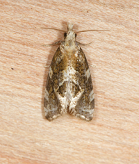 Aethes unidentified species