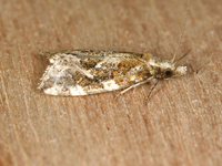 Aethes unidentified species