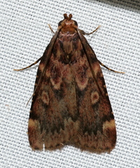 Aglossa cuprina
